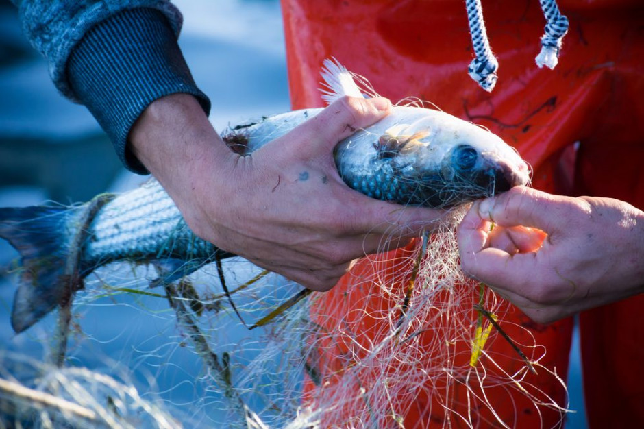 fot. shutterstock.com GUS: w 2018 r. mniejsze połowy ryb i bezkręgowców morskich