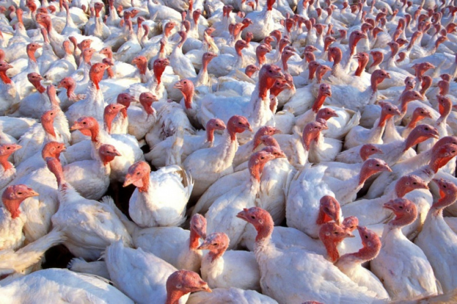 fot. pixabay Belgia: Wykryto 26 ognisk grypy ptaków na fermach drobiu