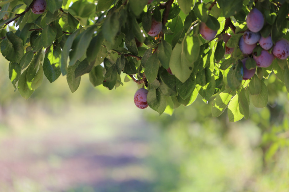 fot. materiały prasowe Nowa marka śliwki kalifornijskiej - California Prune