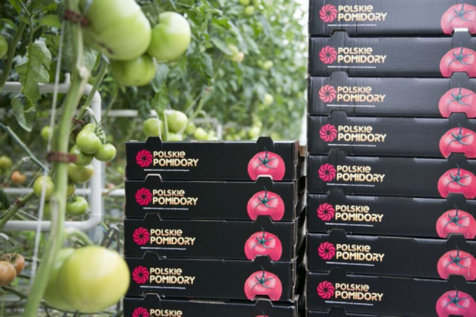 fot. szklarnia grupy Citronex; fot. PTWP Citronex wyda 60 mln euro na uruchomienie produkcji ekologicznych pomidorów na Mazowszu