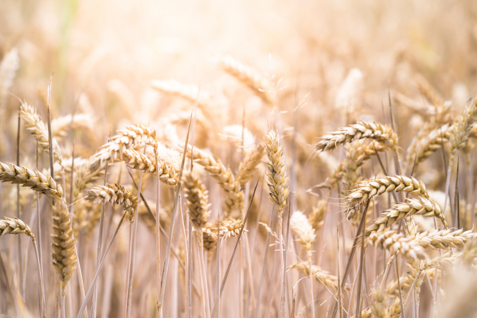 fot. unsplash.com Analitycy prognozują wzrost zbiorów pszenicy w Polsce w 2019 r.