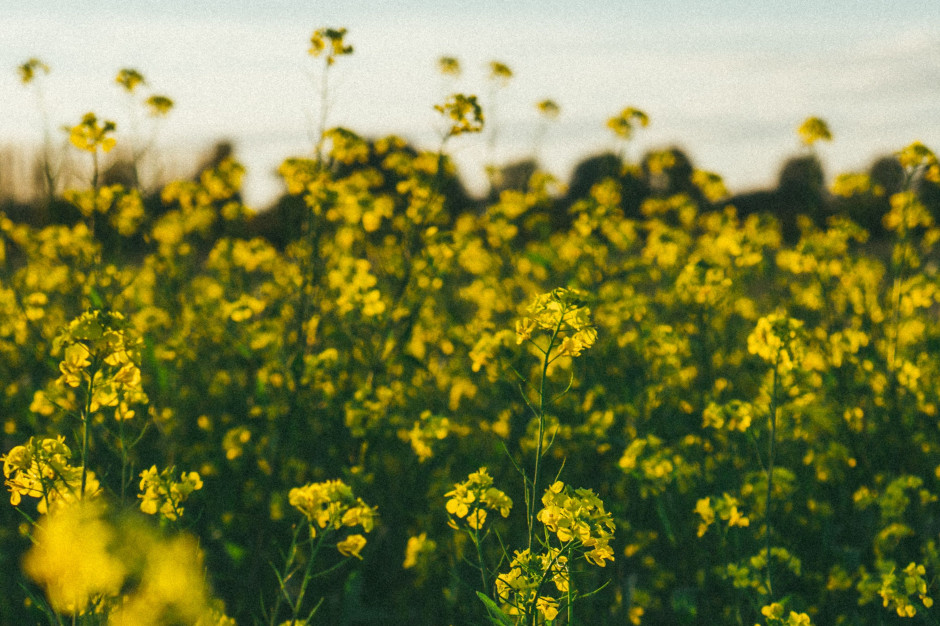 fot. unsplash.com Duża niepewność na rynku rzepaku