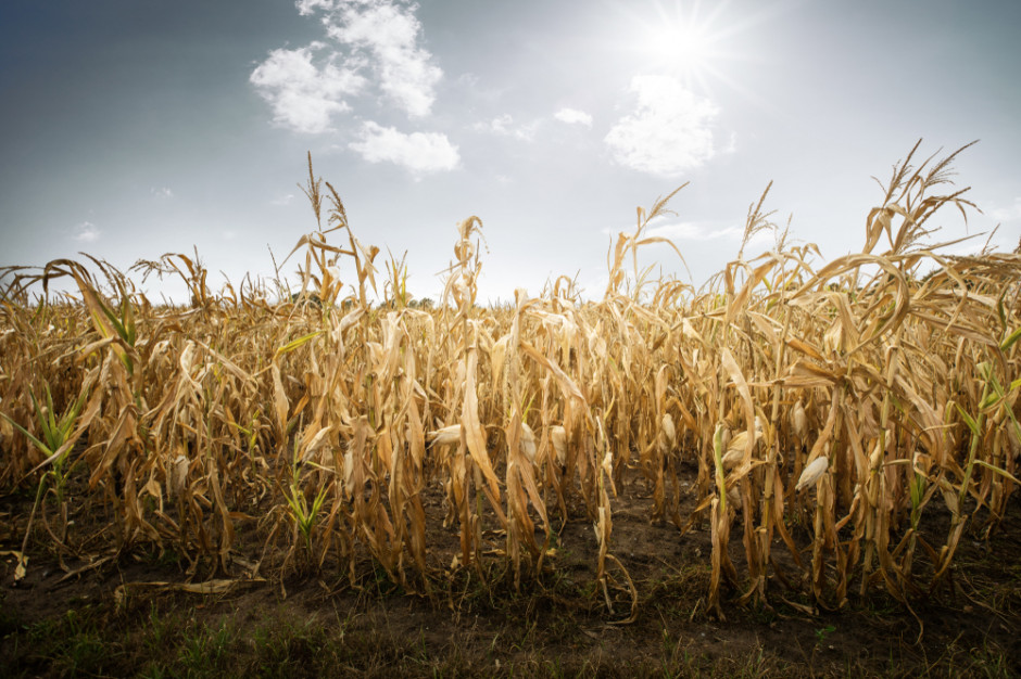 fot. Shutterstock IUNG: Susza rolnicza, rosną niedobory wody w środkowej i północnej Polsce