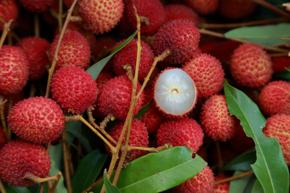 fot. shutterstock Owoce liczi nie zawsze bezpieczne. Nie żyje prawie 50 dzieci
