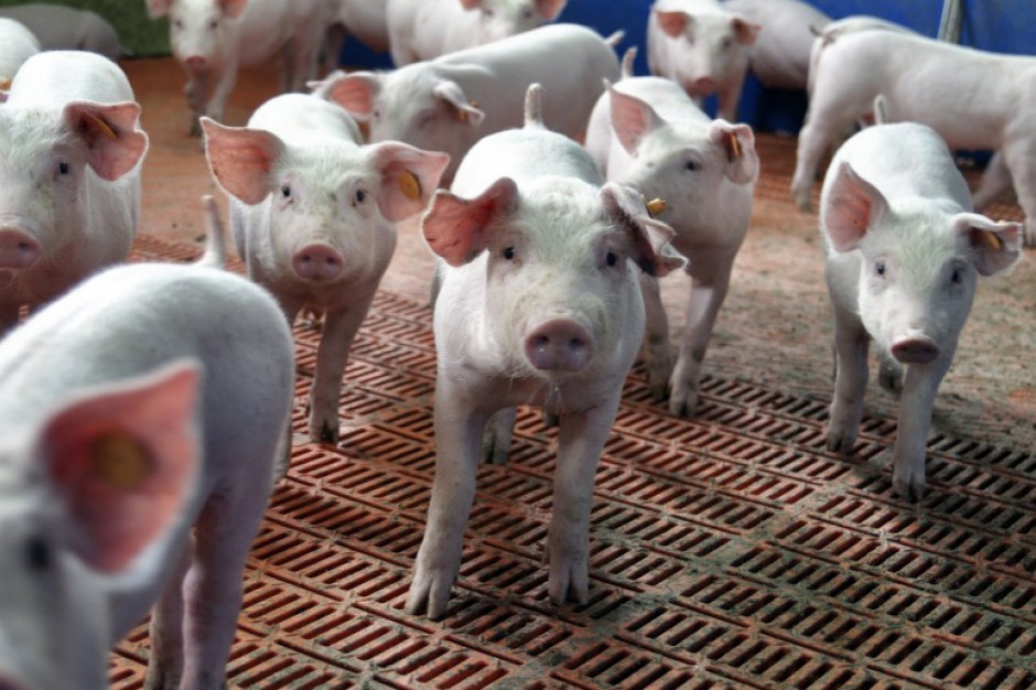 fot. farmer.pl ASF w kolejnym kraju Azji Południowo-Wschodniej