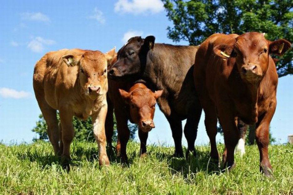 fot. shutterstock Producenci bydła: Porozumienie z Mercosur uderzy w europejskich hodowców i konsumentów