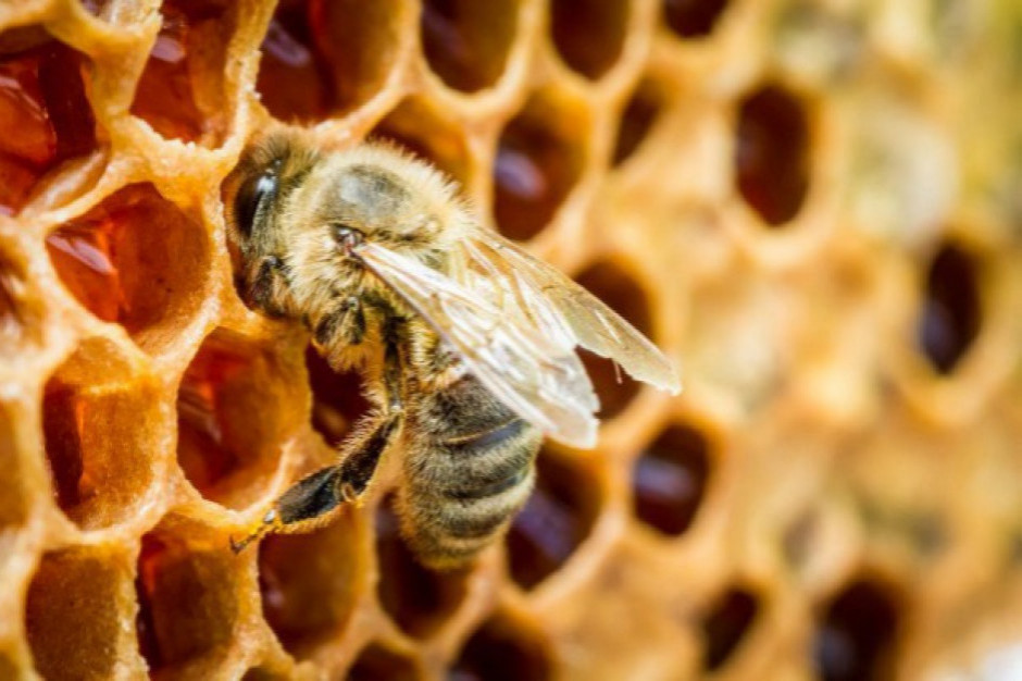 fot. shutterstock Farmy wiatrowe nie szkodzą pszczołom