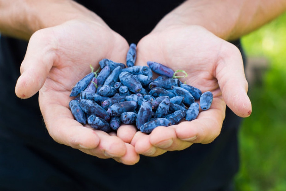fot. shutterstock Trudny sezon dla producentów jagody kamczackiej