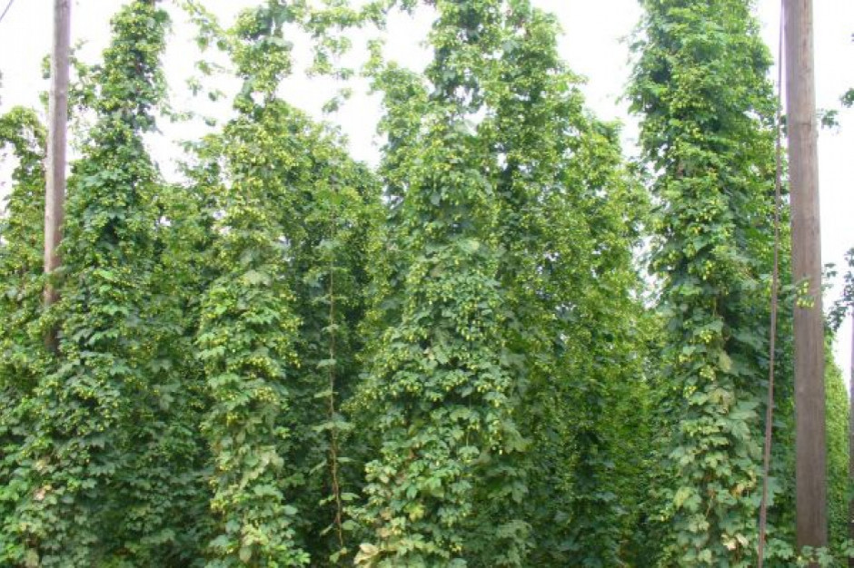 fot. materiały prasowe Polscy naukowcy podpisali umowę na bioremediację gruntów plantacji chmielu