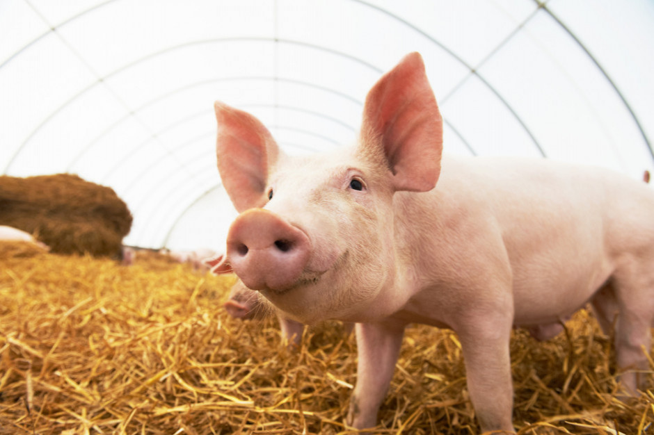 fot. shutterstock Bułgaria: Epidemia ASF na dużych farmach