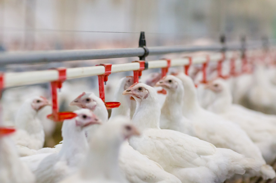fot. shutterstock Drób: Niedozwolony biocyd na fermach w Holandii i Niemczech