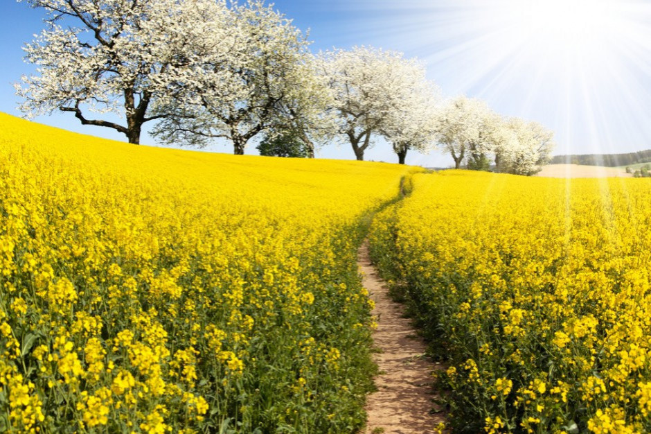 fot. shutterstock Rzepak podrożał w skupach