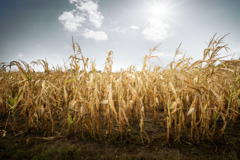 fot. shutterstock MRiRW o suszy: Poszkodowani rolnicy na pewno nie zostaną bez pomocy
