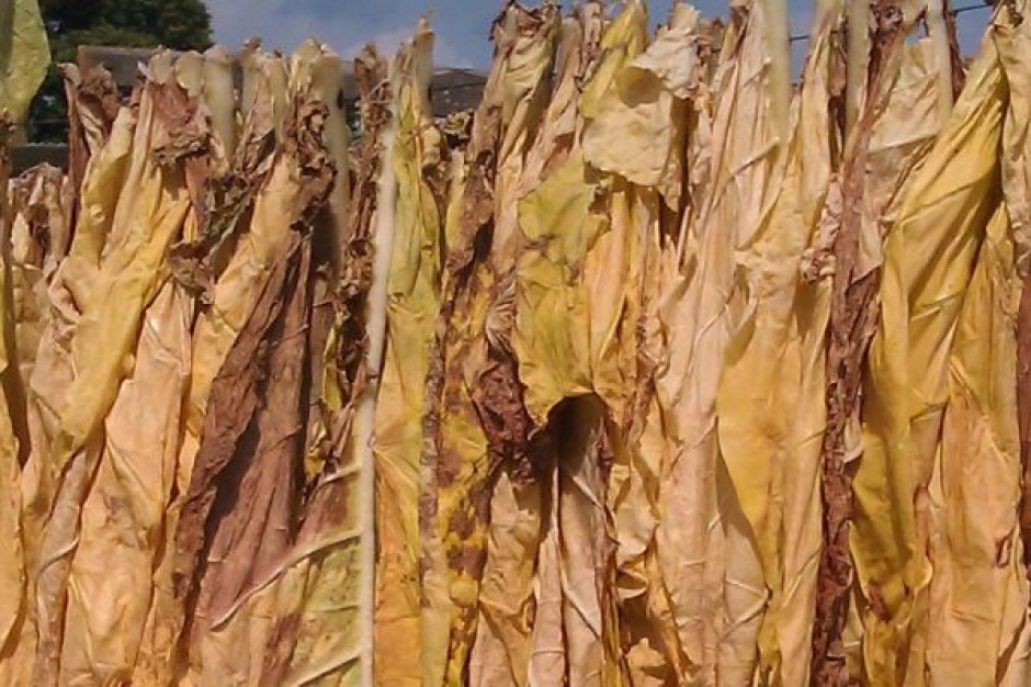 fot. za gov.pl MRiRW deklaruje pomoc dla producentów tytoniu