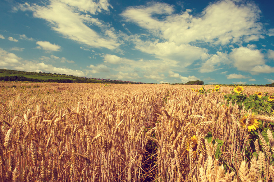fot. Shutterstock Francja oczekuje bardzo dużych zbiorów pszenicy