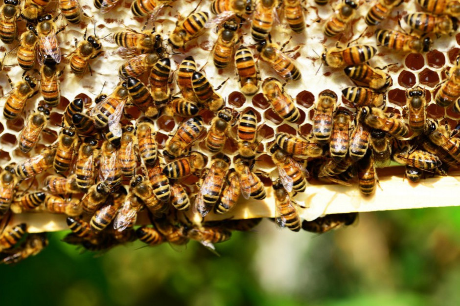 fot. shutterstock Lubelskie: Prawdopodobnie chciał ukraść miód - śmiertelnie pożądliły go pszczoły