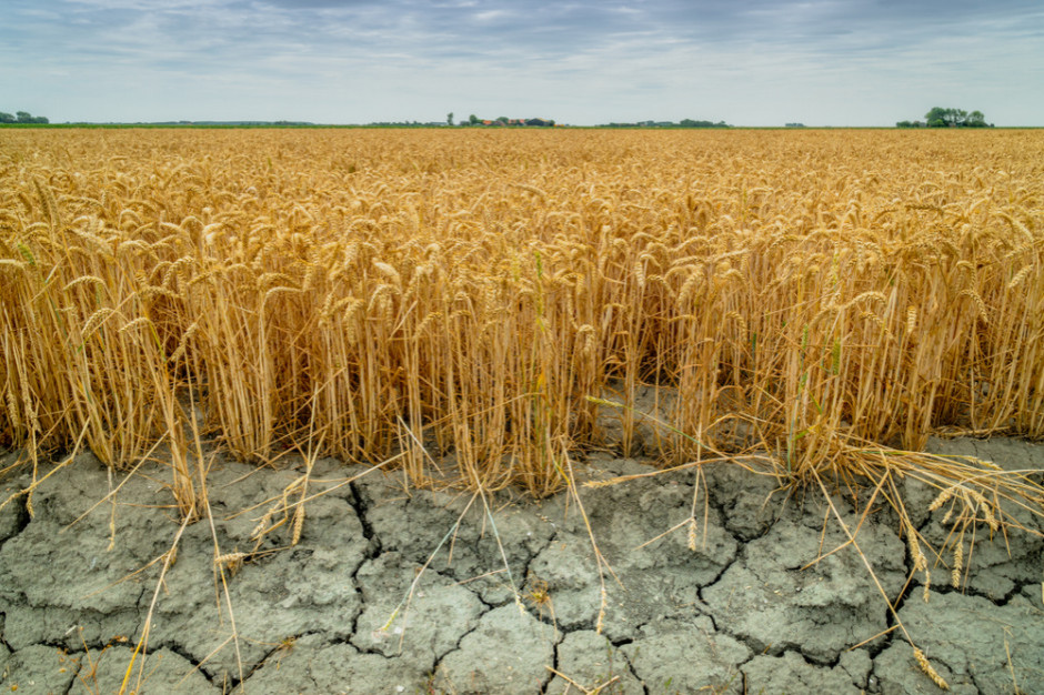 fot. shutterstock Susza w Łódzkiem: Ponad 40 tys. rolników złożyło wnioski o oszacowanie szkód
