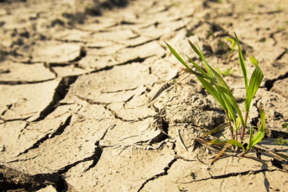 fot. shutterstock Rolnictwo, produkcja żywności i wylesianie istotnymi bodźcami powodującymi zmiany klimatu