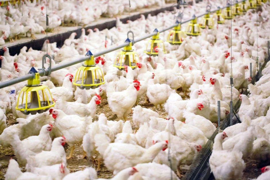 fot. shutterstock Rosja: Pogłębiają się kłopoty sektora drobiarskiego