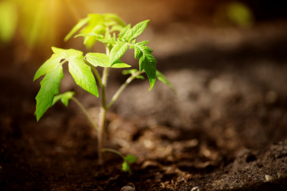 fot. shutterstock 2020 r. będzie Międzynarodowym Rokiem Zdrowia Roślin