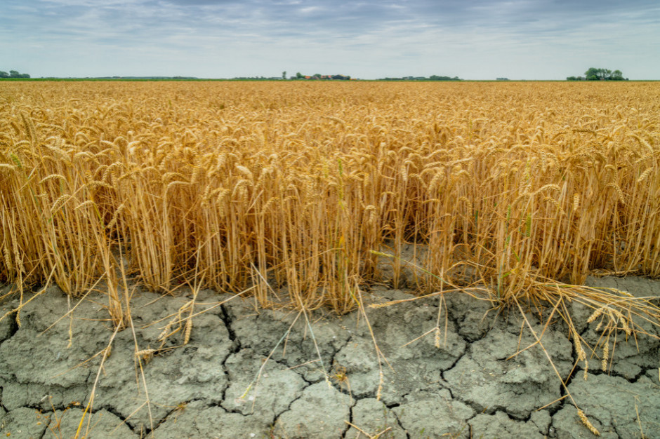 fot. shutterstock W województwie świętokrzyskim trwa szacowanie strat po tegorocznej suszy