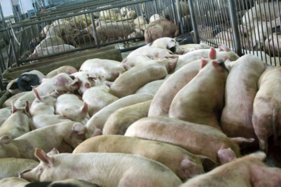 fot. farmer.pl Ukraina: Ponad 90 tys. świń do wybicia w związku z ASF