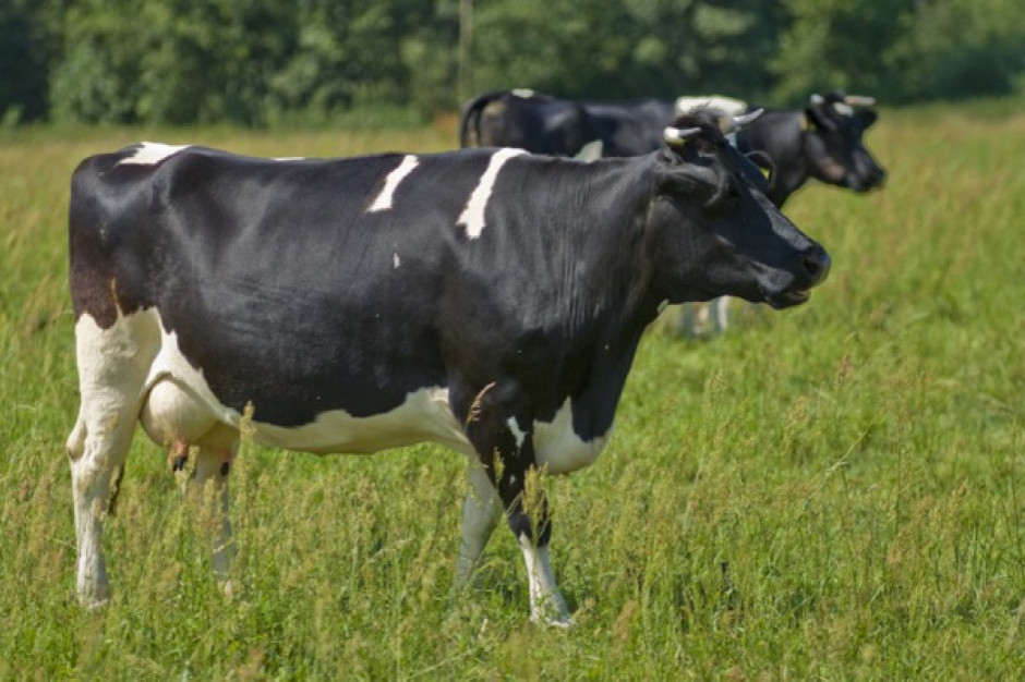 Lubuskie: Trwa badanie i kolczykowanie krów z Deszczna