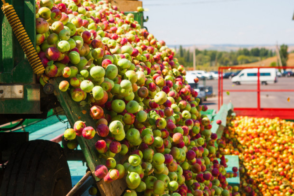 fot. shutterstock Drożeją jabłka przemysłowe. Ceny śliwek i malin stabilne