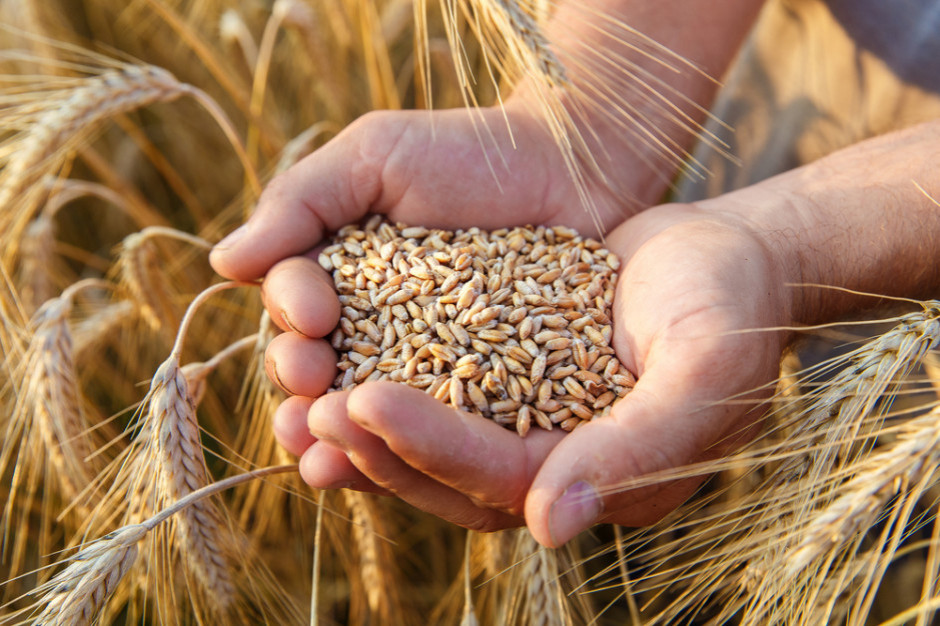 Raport Agro ING: Pszenica na giełdach tanieje