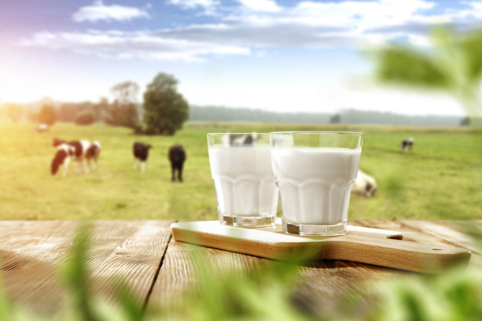 fot. shutterstock Raport Agro ING: skup mleka w UE po pierwszych 5. miesiącach minimalnie przekracza poziom w analogicznym okresie rdr