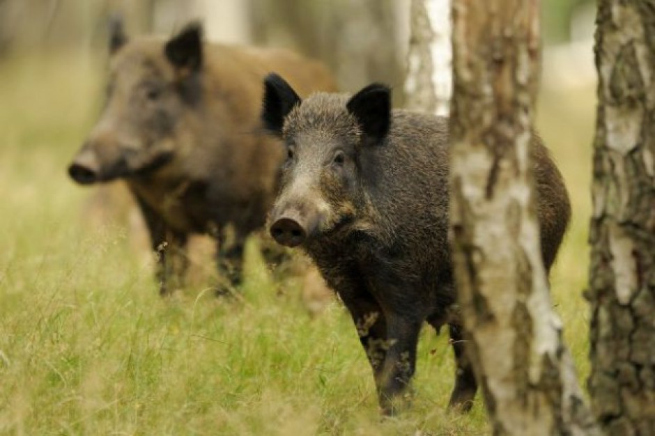 Fot. Fotolia Główny Lekarz Weterynarii: trzeba zachować ostrożność podczas grzybobrania wz. z ASF