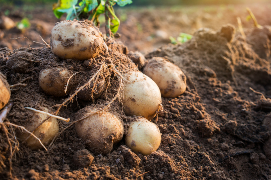 fot. Shutterstock Zbiory ziemniaków większe niż w roku ubiegłym, ceny będą spadać