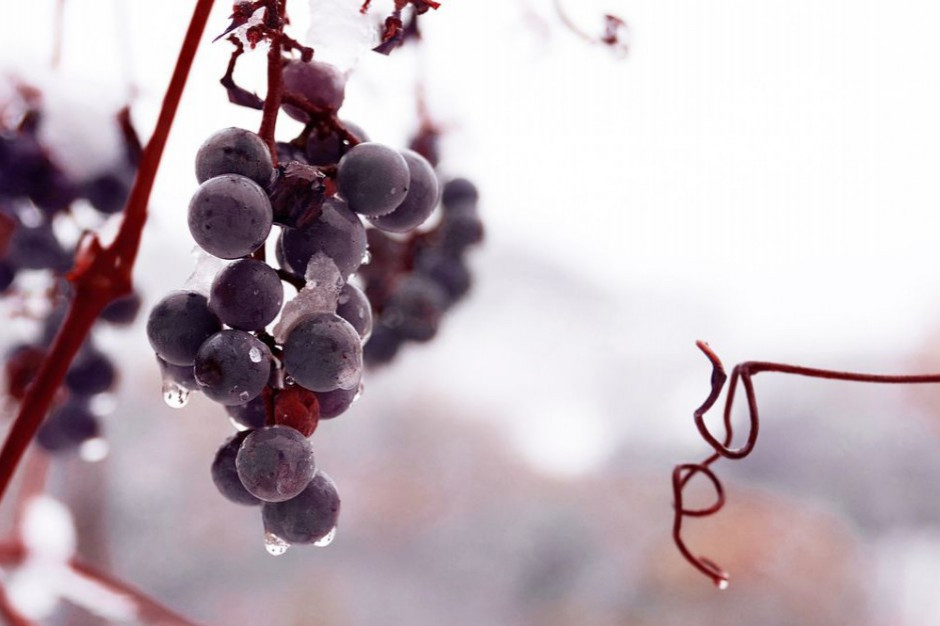 fot. shutterstock Winnica UJ w grudniu zaprezentuje drugą edycję wina lodowego