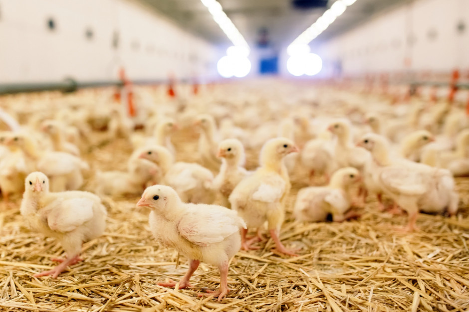 fot. shutterstock Fermy drobiu i trzody chlewnej bliżej osiedli mieszkaniowych