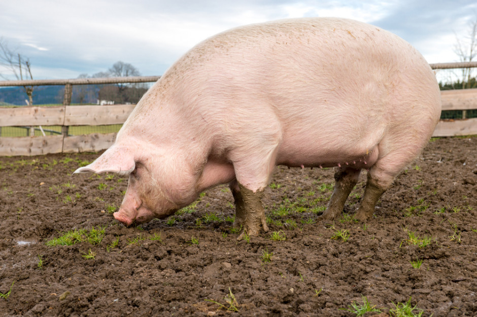 fot. shutterstock W Chinach wyhodowano świnię ważącą ponad 500 kg