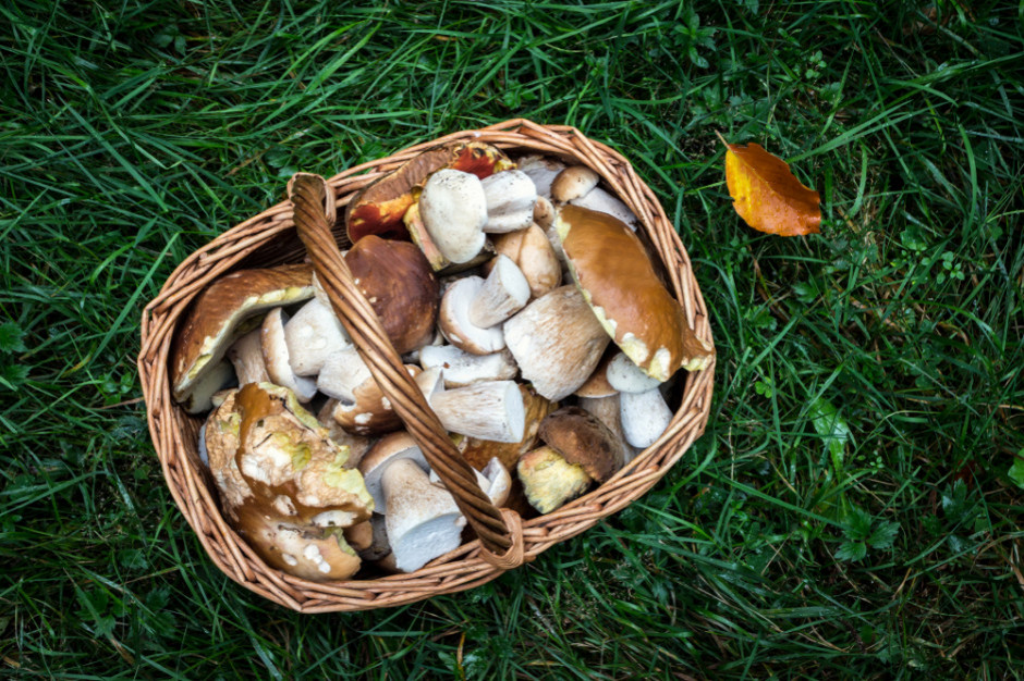 fot. shutterstock Eksperci: Grzyby najlepiej spożywać wkrótce po zebraniu