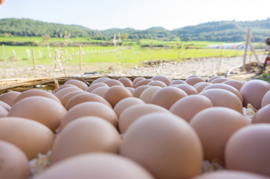 fot. shutterstock Mięso na wtorek: Popyt na jaja z chowów alternatywnych został przeszacowany?