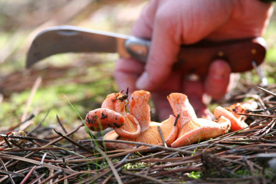 fot. shutterstock W Polsce można zbierać grzyby bez ograniczeń, w Niemczech tylko do 2 kg dziennie
