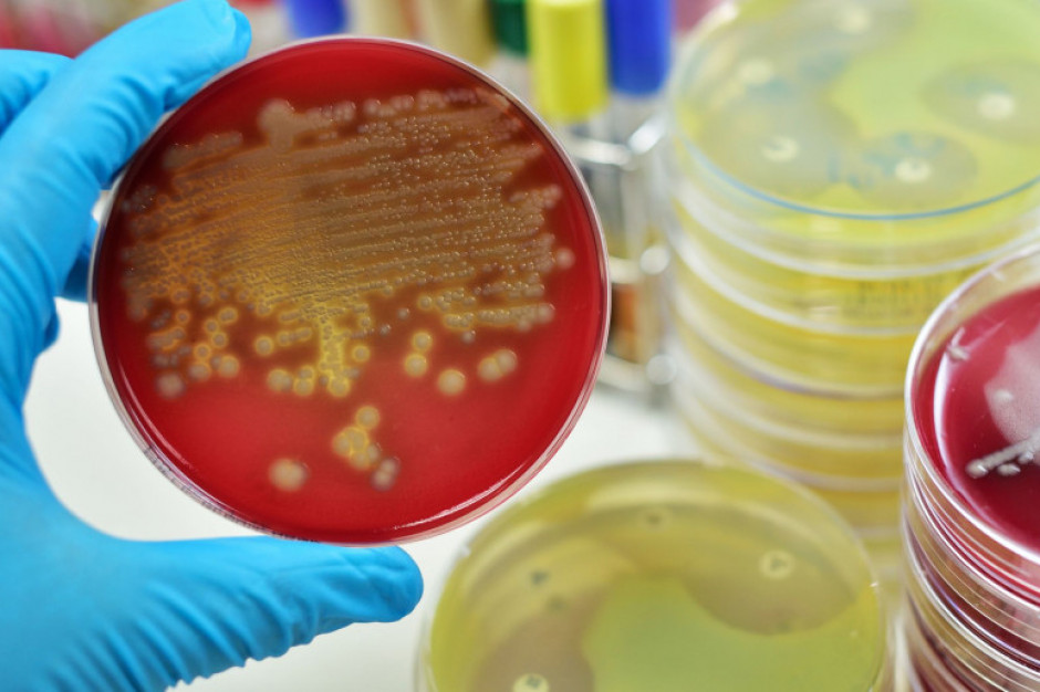 fot. shutterstock Wzrosło zużycie antybiotyków w polskiej produkcji zwierzęcej