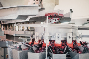 Zdjęcie numer 3 - galeria: Maszyny Ishida Europe usprawniają procesy produkcyjne w polskim przetwórstwie warzyw i owoców 