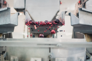 Zdjęcie numer 2 - galeria: Maszyny Ishida Europe usprawniają procesy produkcyjne w polskim przetwórstwie warzyw i owoców 