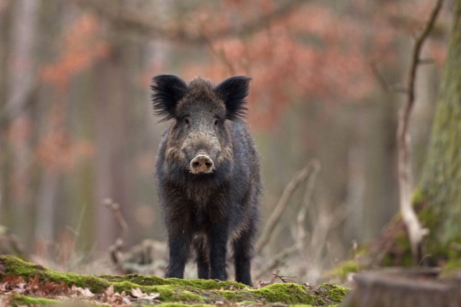 fot. shutterstock Coraz więcej chorych na ASF dzików w województwie lubuskim