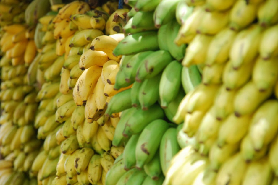 fot. shutterstock Dojrzewalnie bananów w MLP Bucharest West