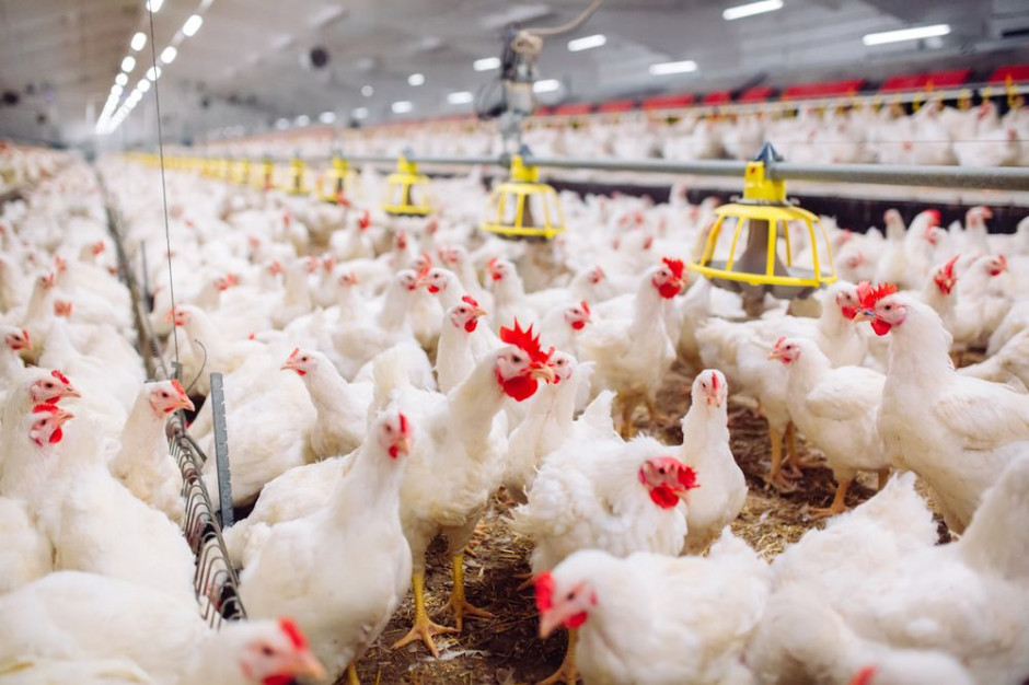 fot. shutterstock.com Naukowcy sprawdzają możliwości odzyskiwania fosforu z popiołu po spaleniu pomiotu drobiowego