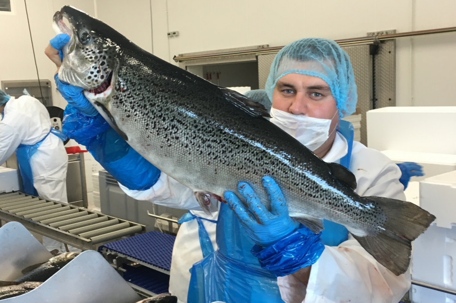 Jurassic Salmon, fot. Jurassic Salmon Jurassic Salmon nawiązuje partnerstwo z Contimax SA i planuje inwestycje