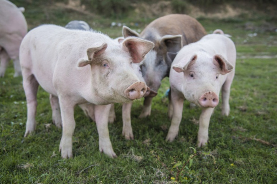 fot. shutterstock Projekt specustawy ws. ASF wraca do komisji rolnictwa i środowiska