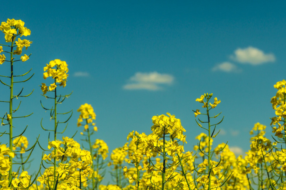 fot. unsplash.com Mniejsze zbiory rzepaku w UE przyczyniły się do wzrostu importu tego surowca z krajów trzecich