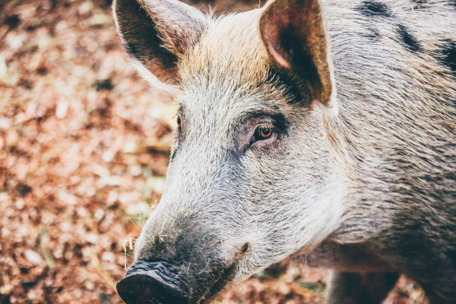 fot. unsplash.com Sejm: Uchwalono specustawę ws. zwalczania ASF