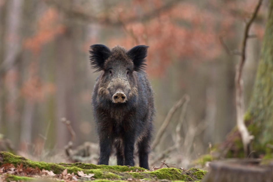 fot. Shutterstock Wielkopolska: Wysyp nowych przypadków ASF