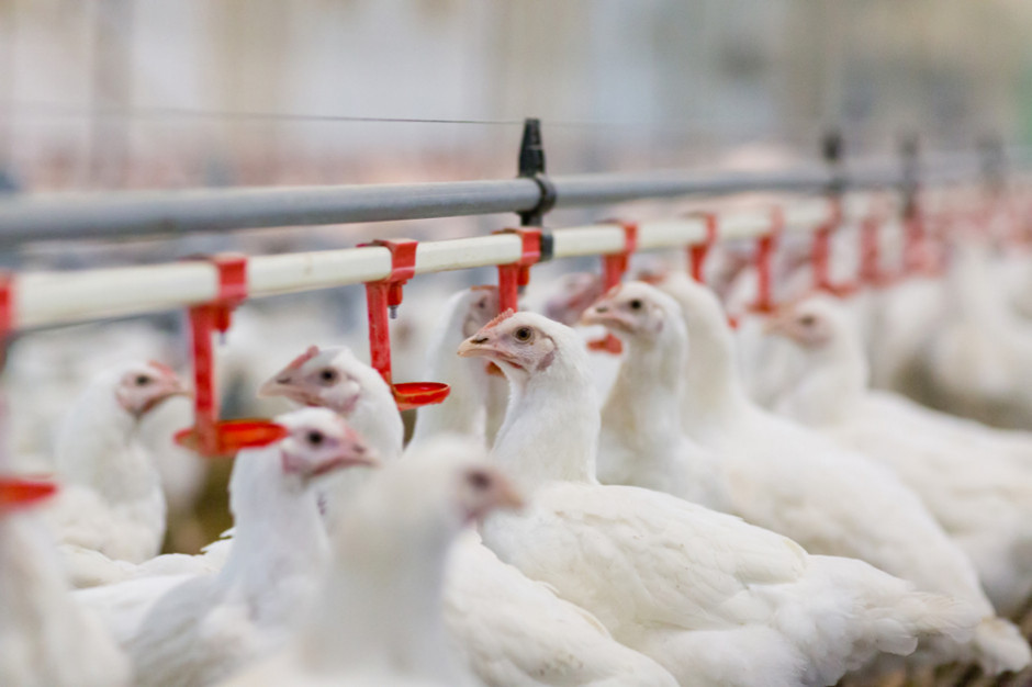 fot. shutterstock Wielka Brytania: Wykryto ognisko grypy ptaków